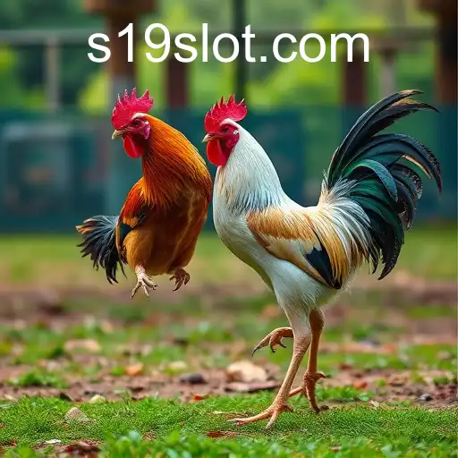 The Rise of Online Sabong and the Role of '19 SLOT'